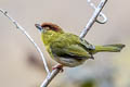 Rufous-browed Peppershrike Cyclarhis gujanensis saturata 