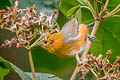 Rufous-chested Tanager Thlypopsis ornata macropteryx