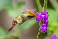 Rufous-crested Coquette Lophornis delattrei delattrei