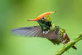 Rufous-crested Coquette Lophornis delattrei delattrei