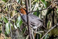 Rufous-eared Brushfinch Atlapetes rufigenis