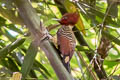 Rufous-headed Woodpecker Celeus spectabilis exsul