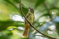 Rufous-tailed Flatbill Ramphotrigon ruficauda