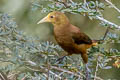 Russet-backed Oropendola Psarocolius angustifrons alfredi