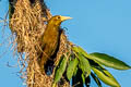 Russet-backed Oropendola Psarocolius angustifrons alfredi