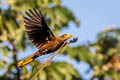 Russet-backed Oropendola Psarocolius angustifrons alfredi