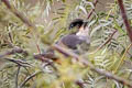 Rusty-bellied Brushfinch Atlapetes nationi nationi