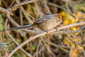 Rusty-crowned Tit-Spinetail Leptasthenura pileata pileata