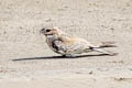 Ladder-tailed Nightjar Hydropsalis climacocerca climacocerca