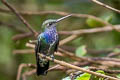 Sapphire-spangled Emerlad Chionomesa lactea bartletti