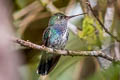 Sapphire-spangled Emerlad Chionomesa lactea bartletti