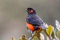 Scarlet-bellied Mountain Tanager Anisognathus igniventris ignicrissa 