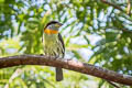 Scarlet-crowned Barbet Capito aurovirens