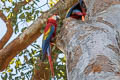 Scarlet Macaw Ara macao macao