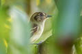 Sepia-capped Flycatcher Leptopogon amaurocephalus peruvianus