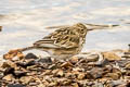 Short-billed Pipit Anthus furcatus