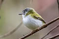 Short-tailed Pygmy Tyrant Myiornis ecaudatus ecaudatus