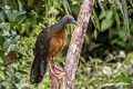 Sickle-winged Guan Chamaepetes goudotii tschudii 