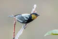 Silver-backed Tanager Stilpnia viridicollis fulvigula