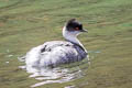 Silvery Grebe Podiceps occipitalis juninensis 