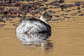 Silvery Grebe Podiceps occipitalis juninensis 