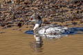 Silvery Grebe Podiceps occipitalis juninensis 