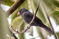 Slate-coloured Grosbeak Saltator grossus grossus