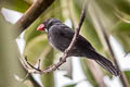 Slate-coloured Grosbeak Saltator grossus grossus