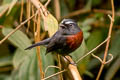 Slaty-backed Chat-Tyrant Ochthoeca cinnamomeiventris