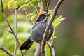 Slaty Brushfinch Atlapetes schistaceus taczanowskii 