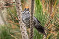 Slaty Brushfinch Atlapetes schistaceus taczanowskii 