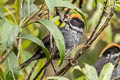 Slaty Brushfinch Atlapetes schistaceus taczanowskii 