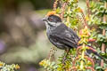 Slaty Brushfinch Atlapetes schistaceus taczanowskii 