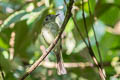 Slaty-capped Flycatcher Leptopogon superciliaris albidiventer