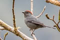 Slaty Tanager Creurgops dentatus