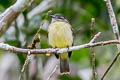 Slender-footed Tyrannulet Zimmerius gracilipes gilvus