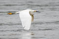 Snowy Egret Egretta thula thula