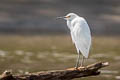 Snowy Egret Egretta thula thula