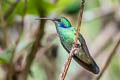 Sparkling Violetear Colibri coruscans coruscans