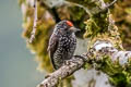 Speckle-chested Piculet Picumnus steindachneri