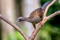 Speckled Chachalaca Ortalis guttata guttata