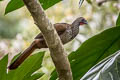 Speckled Chachalaca Ortalis guttata guttata