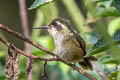 Speckled Hummingbird Adelomyia melanogenys chlorospila 