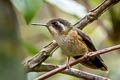 Speckled Hummingbird Adelomyia melanogenys maculata 