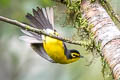 Spectacled Whitestart Myioborus melanocephalus bolivianus