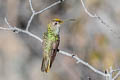 Spot-throated Hummingbird Thaumasius taczanowskii