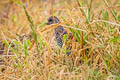 Spotted Rail Pardirallus maculatus maculatus