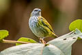 Spotted Tanager Ixothraupis punctata annectens 