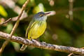 Spotted Tody-Flycatcher Todirostrum maculatum signatum