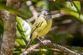 Spotted Tody-Flycatcher Todirostrum maculatum signatum